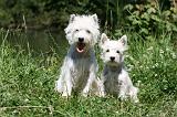 WESTIE 311